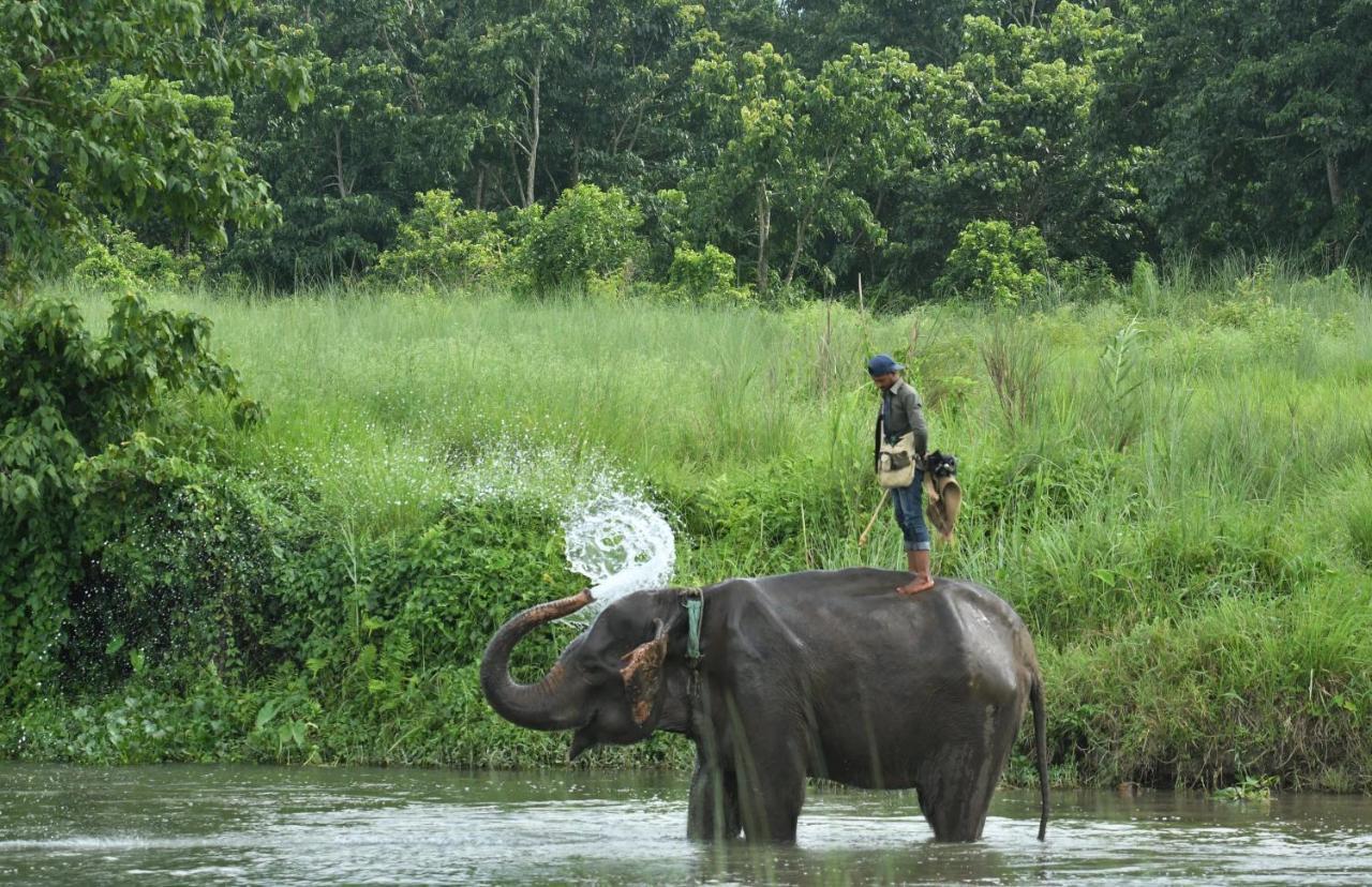 Eden Jungle Resort Sauraha Εξωτερικό φωτογραφία