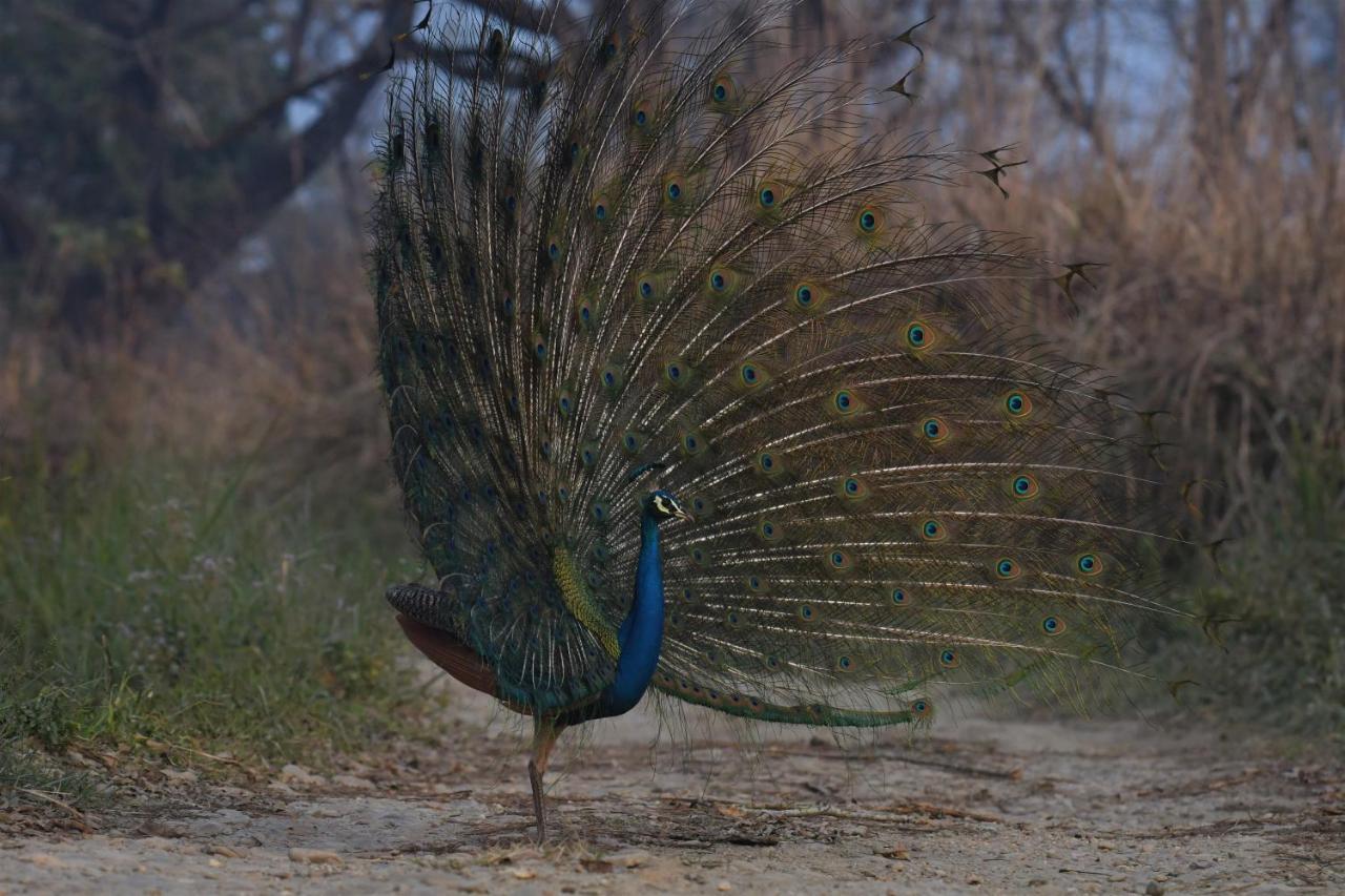 Eden Jungle Resort Sauraha Εξωτερικό φωτογραφία