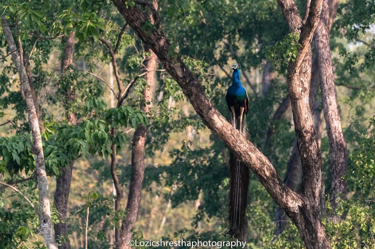 Eden Jungle Resort Sauraha Εξωτερικό φωτογραφία