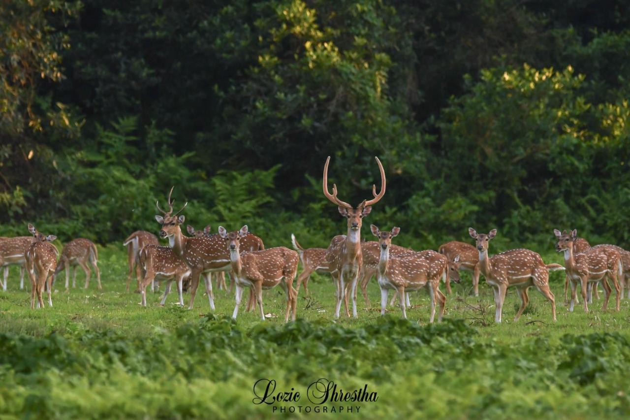 Eden Jungle Resort Sauraha Εξωτερικό φωτογραφία