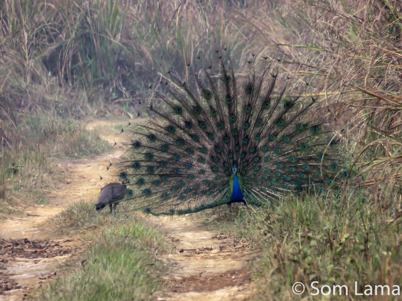 Eden Jungle Resort Sauraha Εξωτερικό φωτογραφία