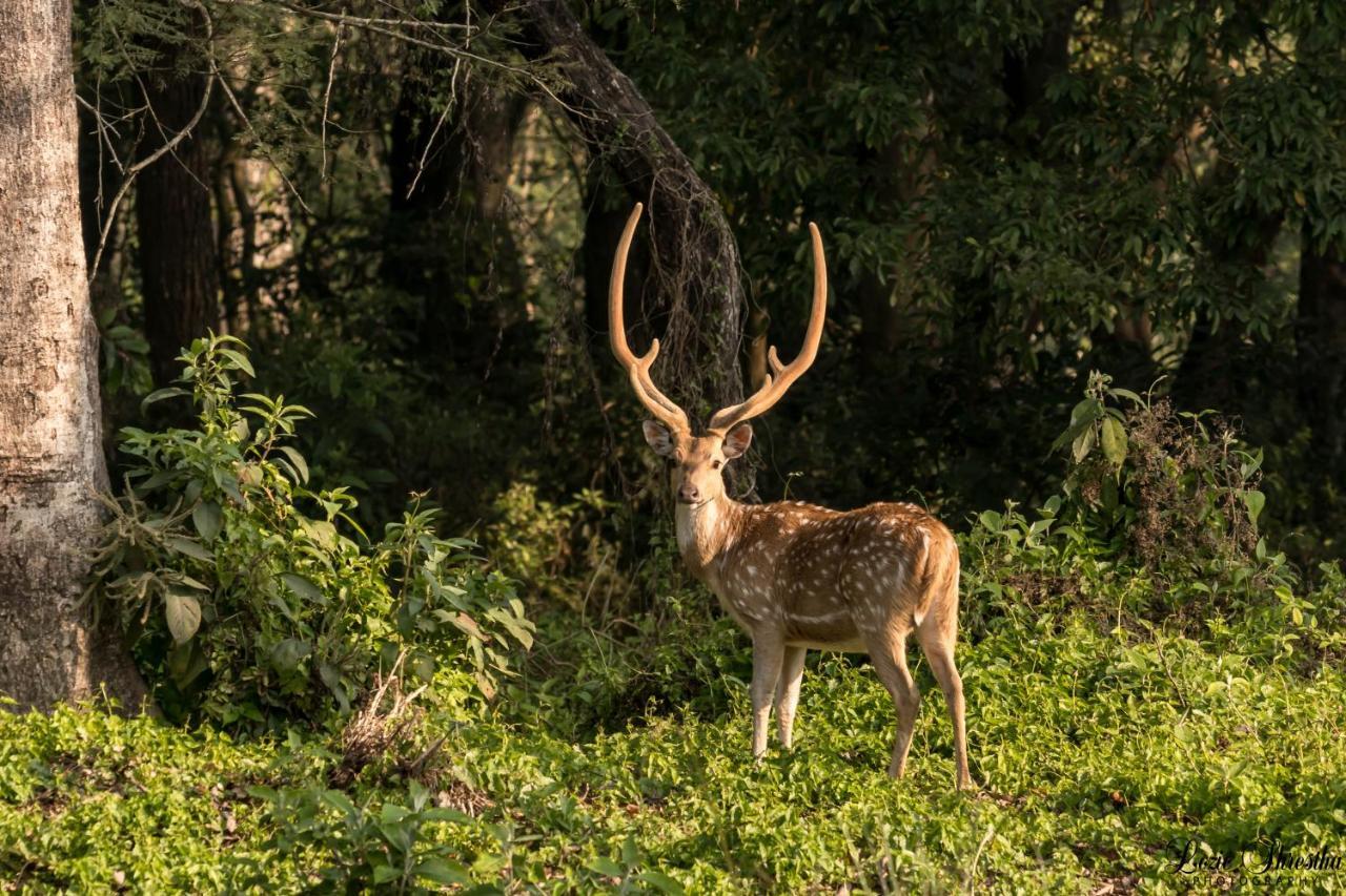 Eden Jungle Resort Sauraha Εξωτερικό φωτογραφία