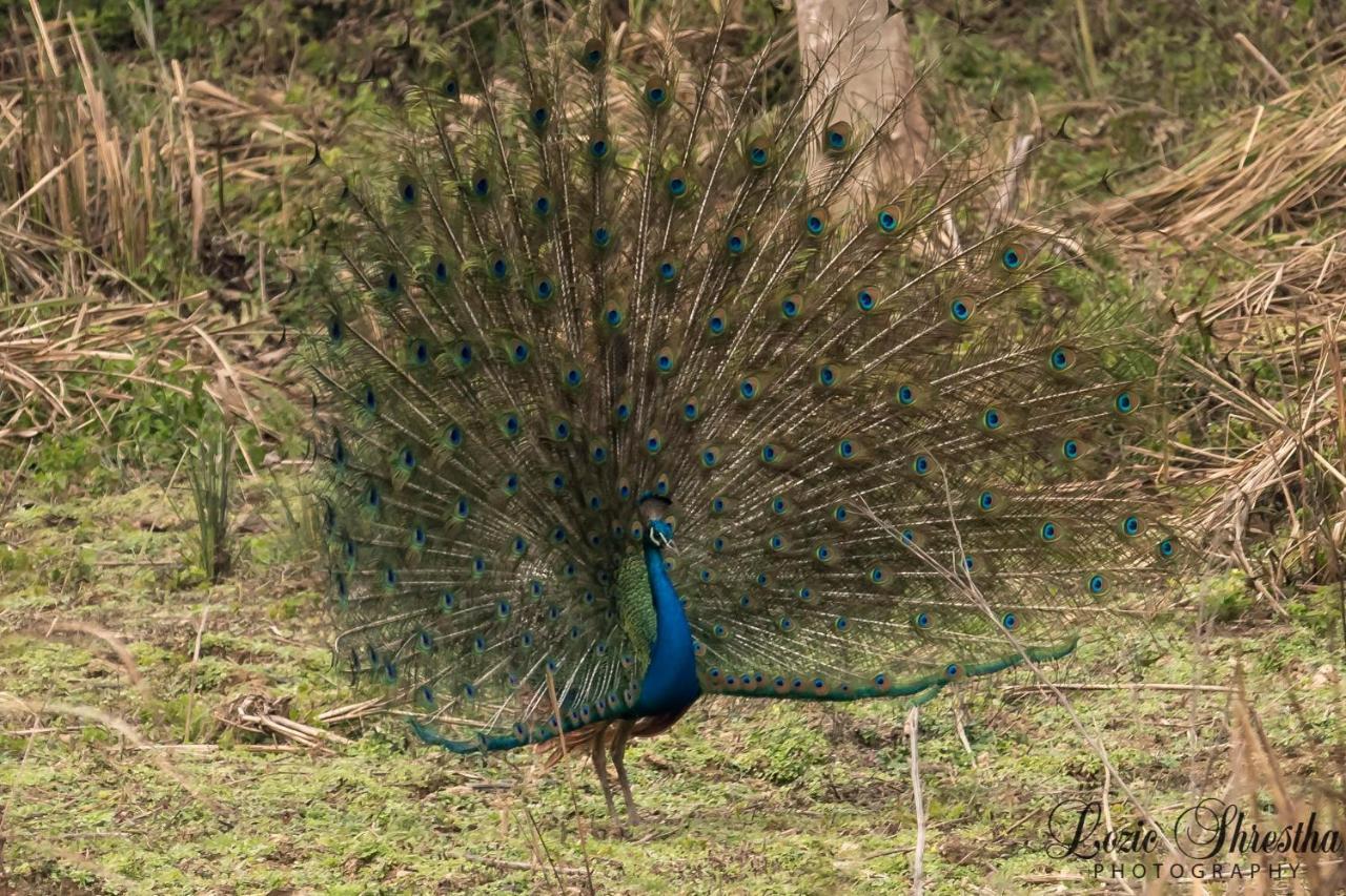 Eden Jungle Resort Sauraha Εξωτερικό φωτογραφία